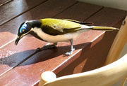 13th Jun 2024 - Blue Faced Honey Eater