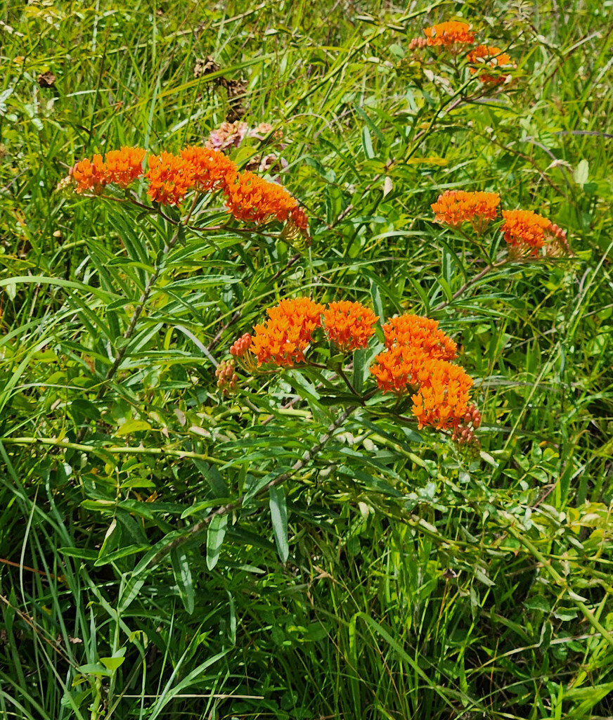 Butterfly weed by randystreat
