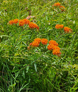 12th Jun 2024 - Butterfly weed