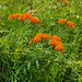 Butterfly weed by randystreat