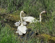 6th Jun 2024 - Trumpeter Swans