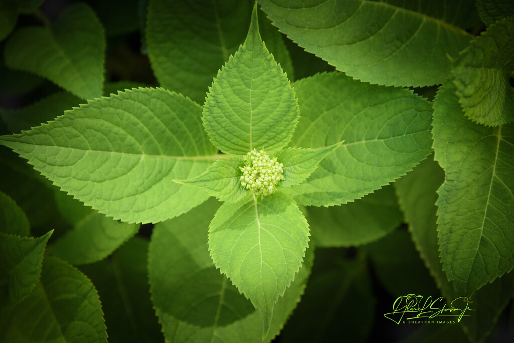 Hydrangea before the bloom matures by ggshearron