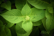 12th Jun 2024 - Hydrangea before the bloom matures