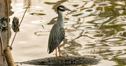 12th Jun 2024 - This Is What the Yellow Crowned Night Heron is Supposed to Lookd Like!