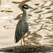 This Is What the Yellow Crowned Night Heron is Supposed to Lookd Like! by rickster549
