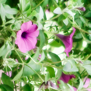 5th Jun 2024 - High Key Petunias