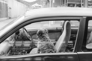 12th Jun 2024 - dogs in cars