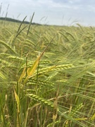 11th Jun 2024 - Walk in Fields of Barley 