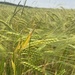 Walk in Fields of Barley 