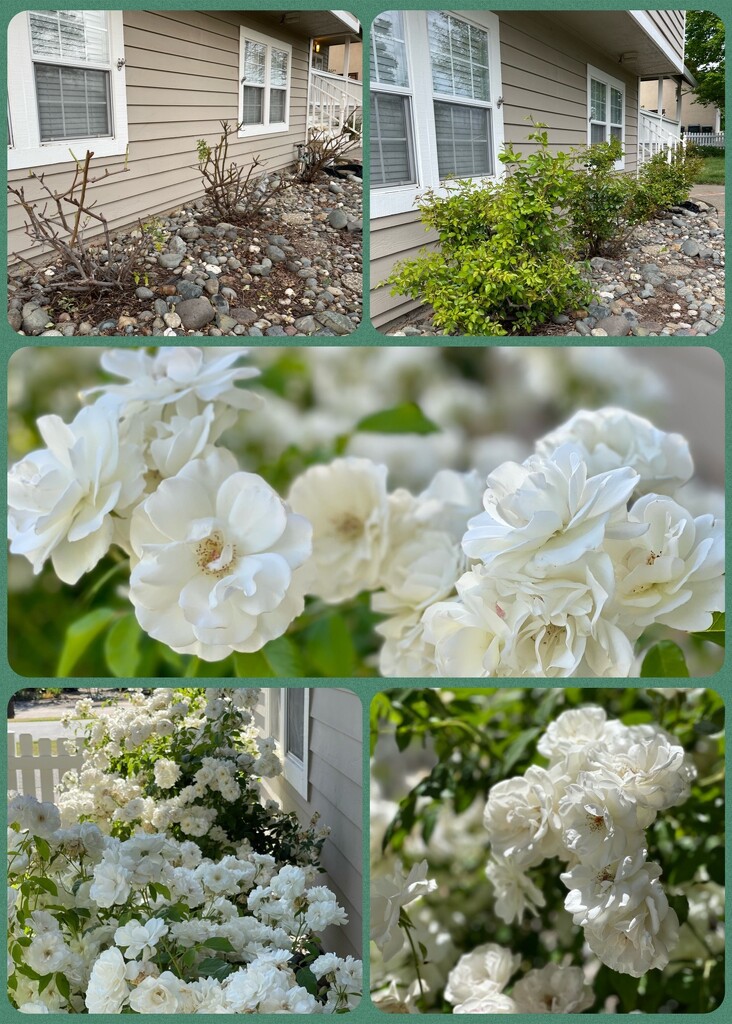 My Roses by gardenfolk