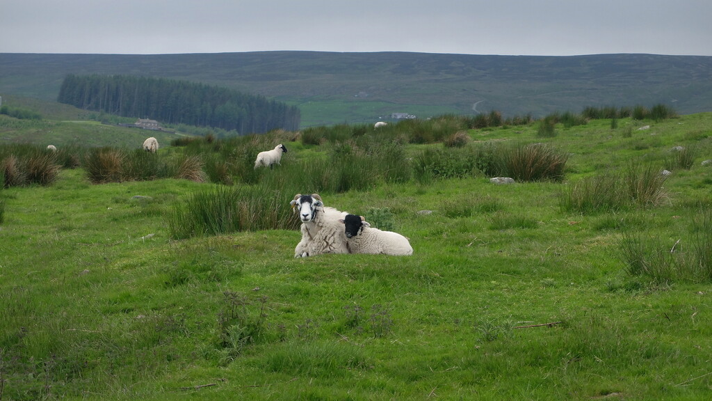 errr ....more sheep by minsky365