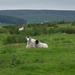 errr ....more sheep by minsky365