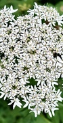 12th Jun 2024 - Hogweed. 