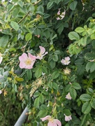 11th Jun 2024 - WILD ROSES.