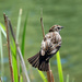 Female Red-winged Blackbird  by seattlite