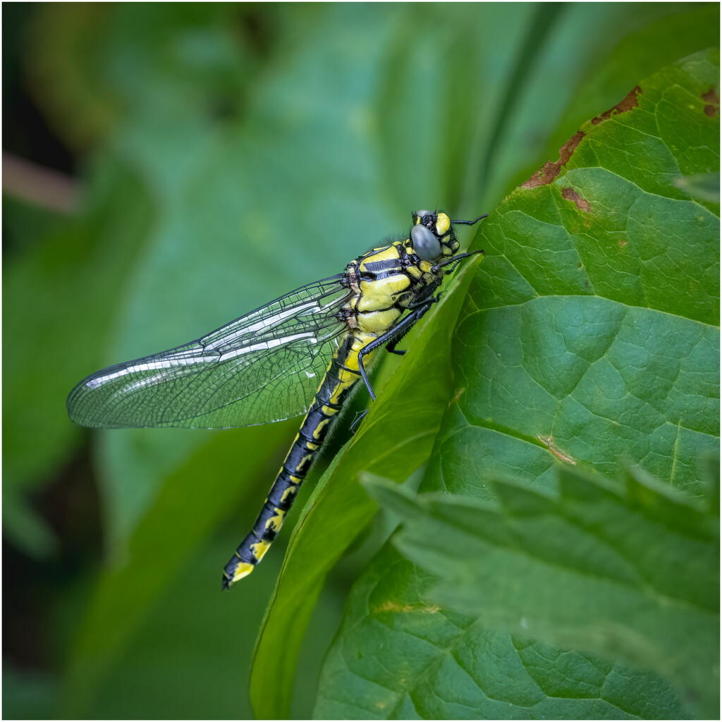 Common Clubtail by clifford