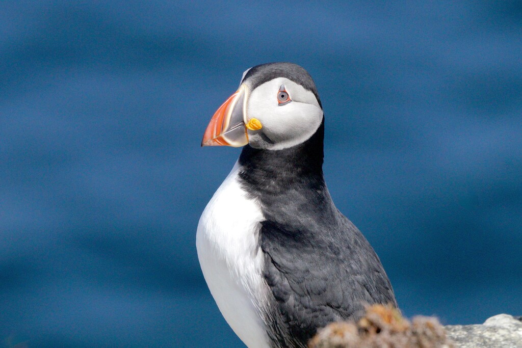 YET ANOTHER PUFFIN by markp