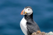 8th Jun 2024 - YET ANOTHER PUFFIN