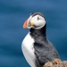 YET ANOTHER PUFFIN