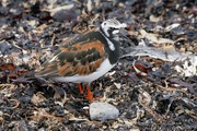 7th Jun 2024 - TURNSTONE