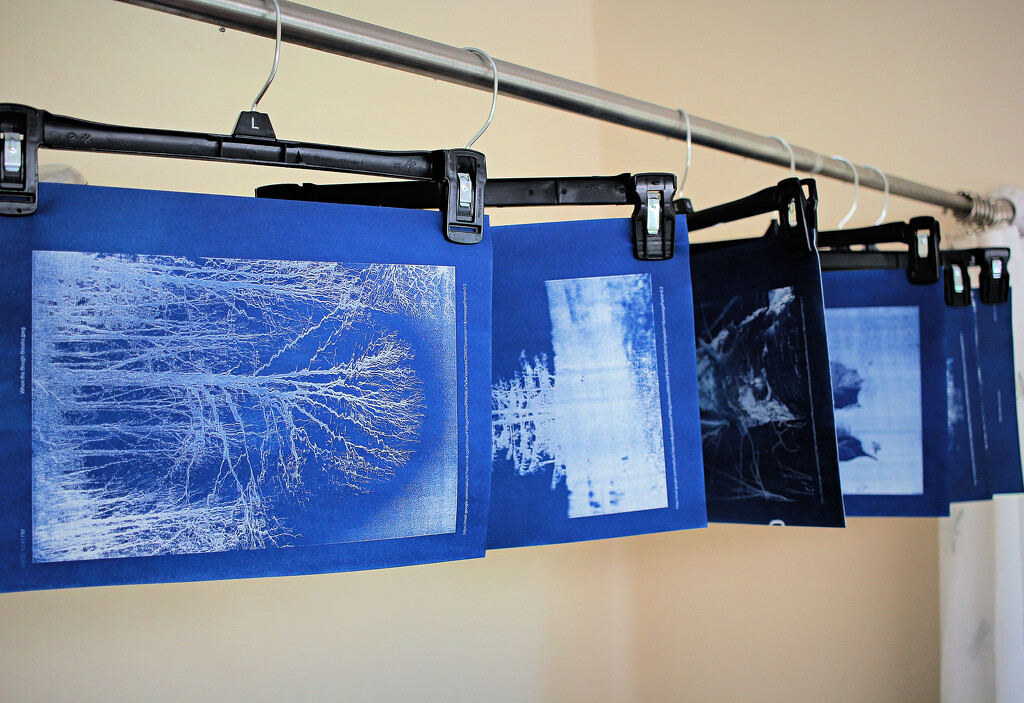 Busting Out the Cyanotypes Again by juliedduncan