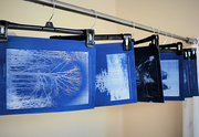 14th Jun 2024 - Busting Out the Cyanotypes Again
