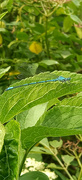 13th Jun 2024 - Dragonfly 