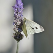 13th Jun 2024 - Just A Cabbage White...P6131244