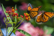 13th Jun 2024 - Butterfly Dance