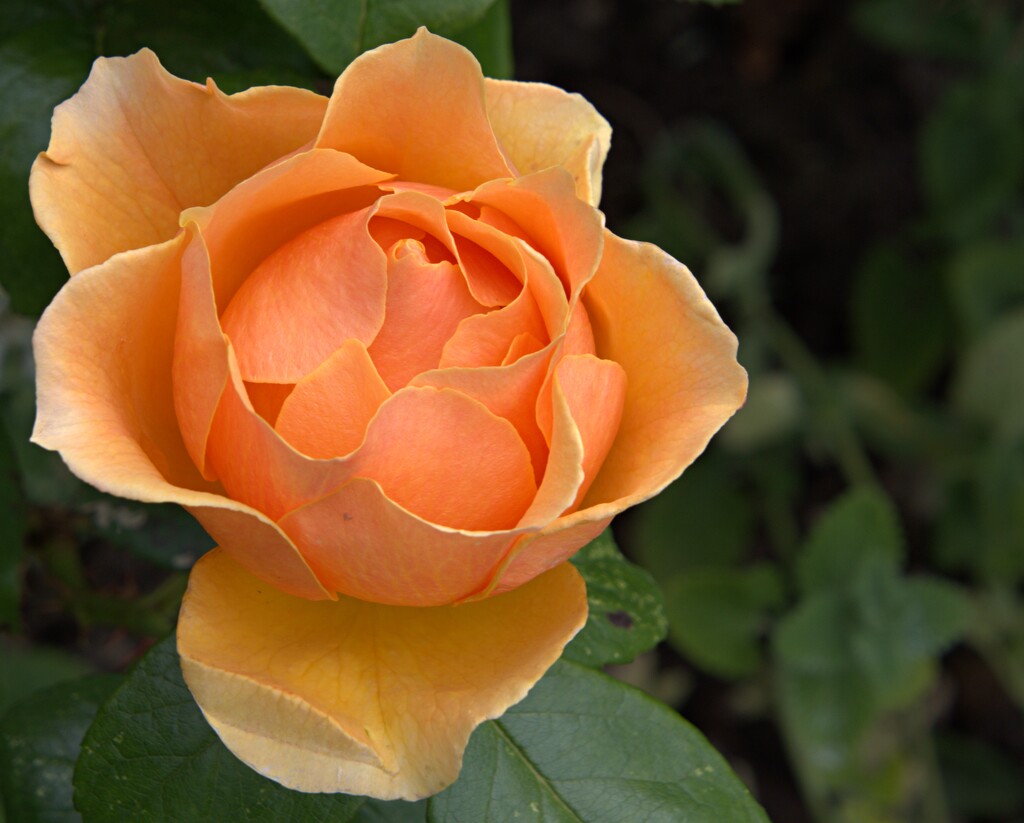 orange rose  by ollyfran