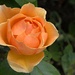 orange rose  by ollyfran