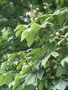 13th Jun 2024 - Conkers!