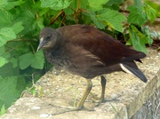 13th Jun 2024 - Young Moorhen