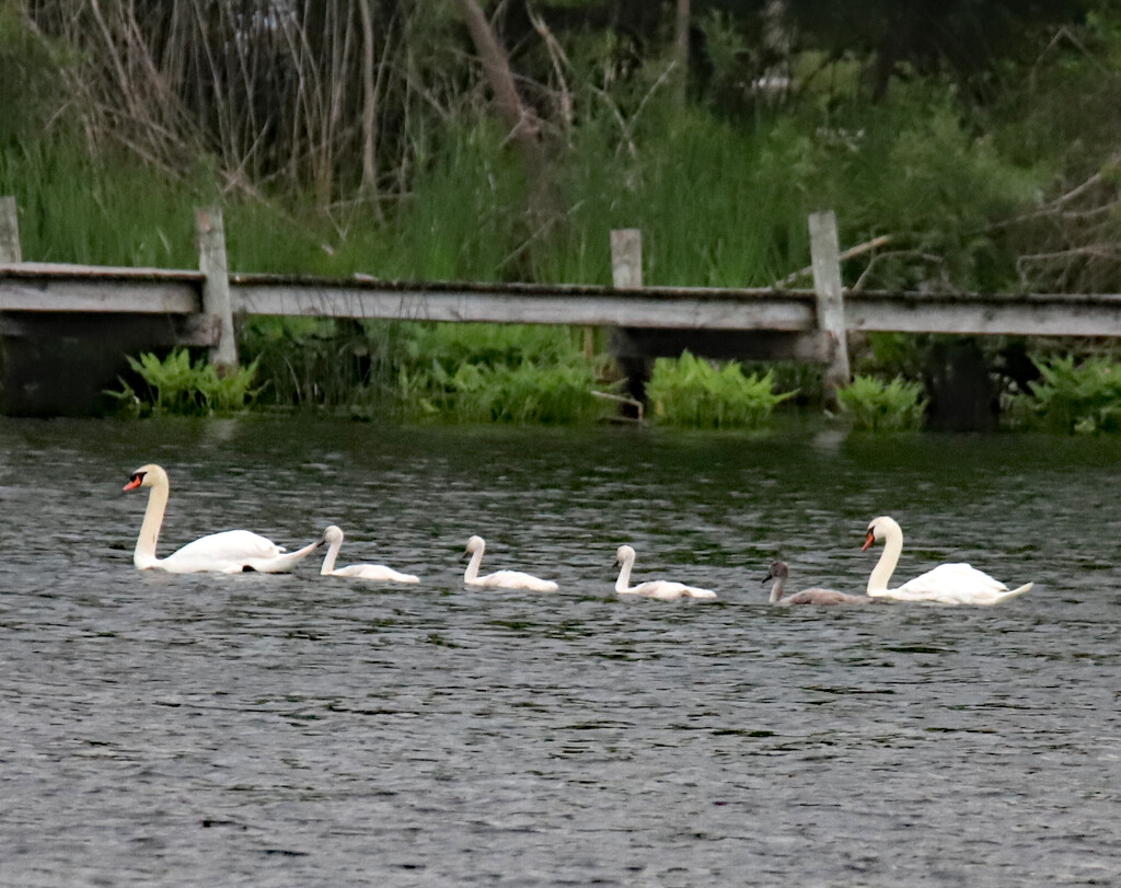 June 6 Swan Family Near Footbridge IMG_0056AAA by georgegailmcdowellcom