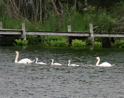 6th Jun 2024 - June 6 Swan Family Near Footbridge IMG_0056AAA