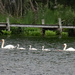 June 6 Swan Family Near Footbridge IMG_0056AAA