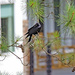 June 4 Crow Cawing Out IMG_0002AAA by georgegailmcdowellcom