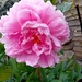 My peony by carleenparker