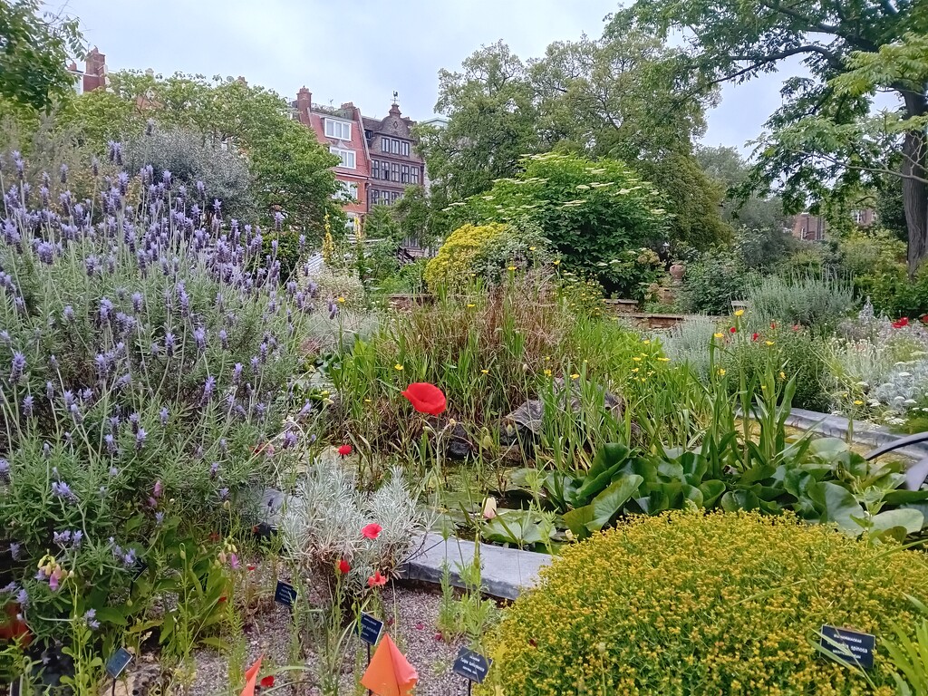 Chelsea Physics Garden by carleenparker