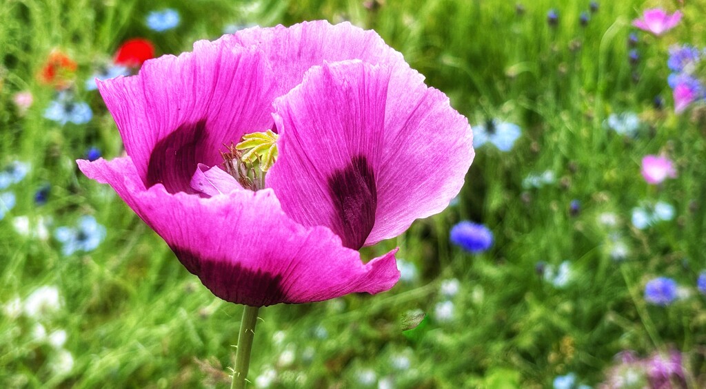 Not Your Average Poppy!  by carole_sandford