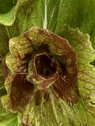 13th Jun 2024 - Radicchio 