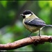 A splendid little bird by rosiekind