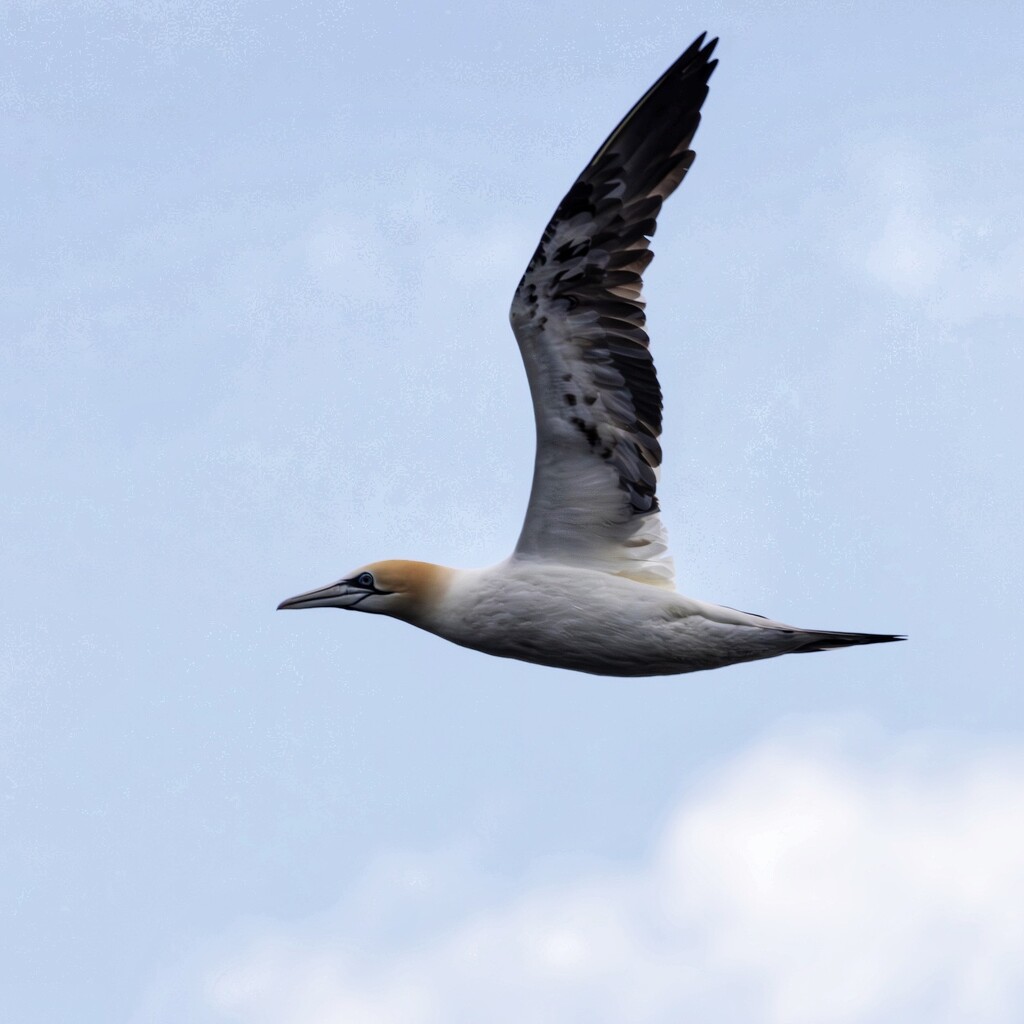 Gannet in flight.  by billdavidson