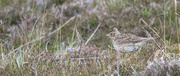 13th Jun 2024 - Skylark