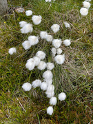 13th Jun 2024 - Bog Cotton