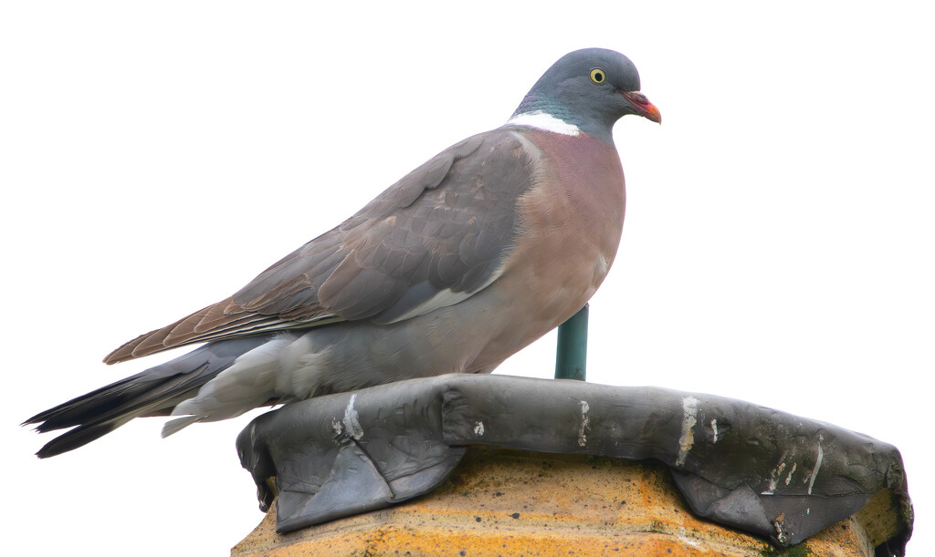 Woodpigeon by lifeat60degrees