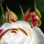 13th Jun 2024 - A white rose