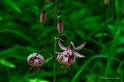 13th Jun 2024 - Lilium martagon