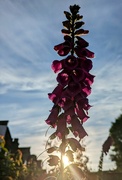 13th Jun 2024 - Sunrise over the fence 