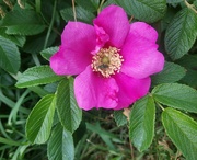 13th Jun 2024 - Wild rose